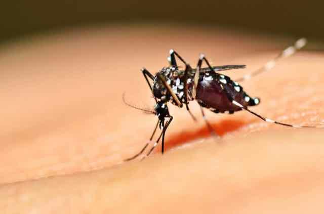 Aedes aegypti