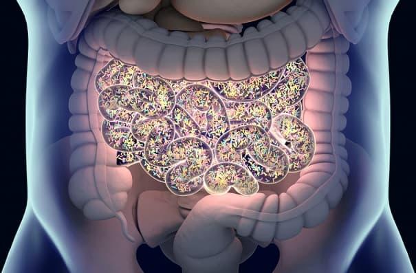 microbiota