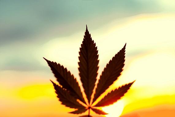 Após suspender norma sobre canabidiol, CFM abre consulta pública para uso de CDB