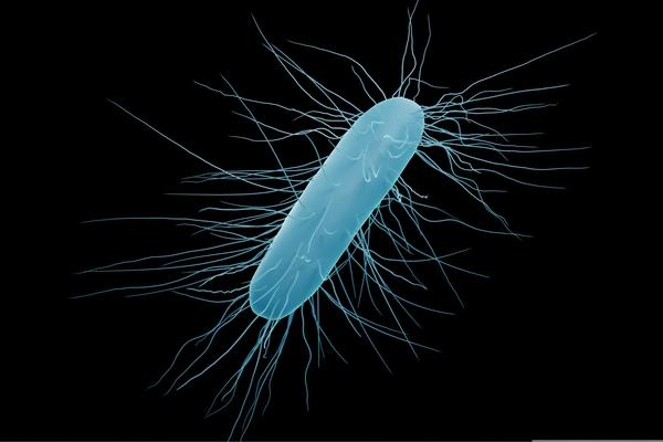 FDA aprova medicamento para CDI baseado em transplante de microbiota fecal