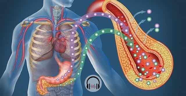 corrente sanguinea com audio