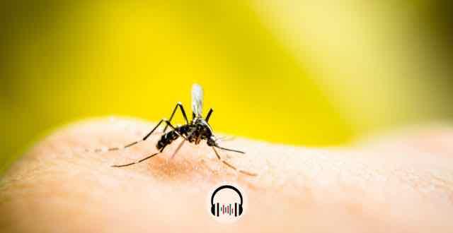 mosquito pousado na pele de uma pessoa