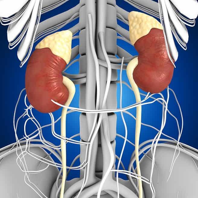 Entenda as gamopatias monoclonais de significado renal