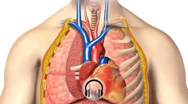 sistema circulatorio humano