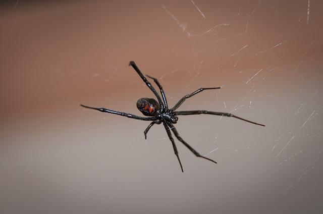 aranha viúva-negra em teia de aranha representando animais peçonhentos