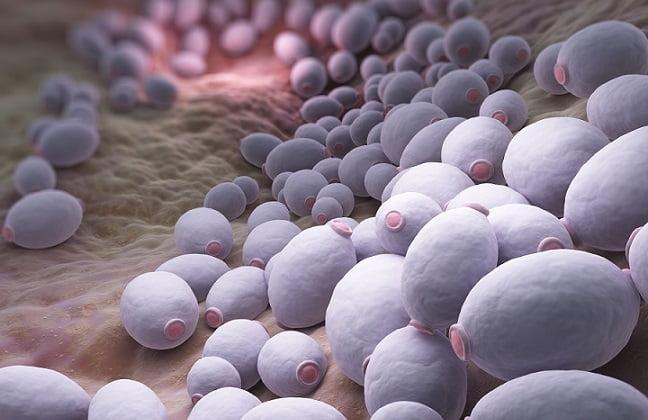 fungos da doença fúngica invasiva pela Candida sp