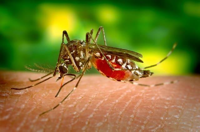 Técnica que esteriliza o mosquito Aedes aegypti é adotada pela OMS