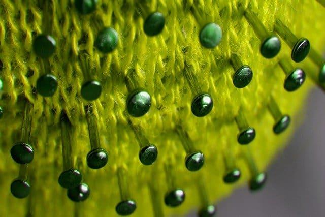 Representação gráfica do vírus responsável pela Covid-19, causadora do processo inflamatório sendo investigado pelos pesquisadores.