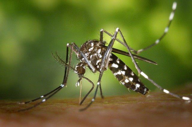 mosquito aedes pousado levando zika vírus