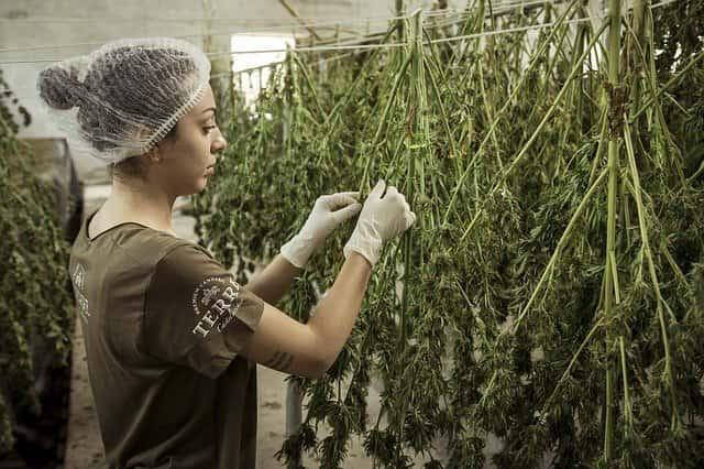 Cultivo de cannabis para fins medicinais contra sintomas climatéricos.