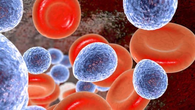 imagem digital de infecção sanguínea por Candida auris