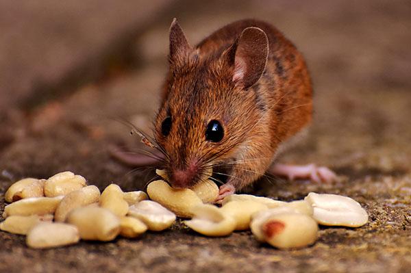 Chapare, novo vírus encontrado na Bolívia, pode ser transmitido através de roedores silvestres.