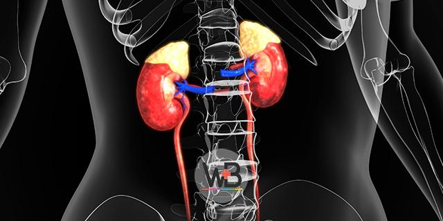 Essa semana em nossa publicação semanal do Whitebook vamos mostrar a apresentação clínica da tuberculose do trato urinário.