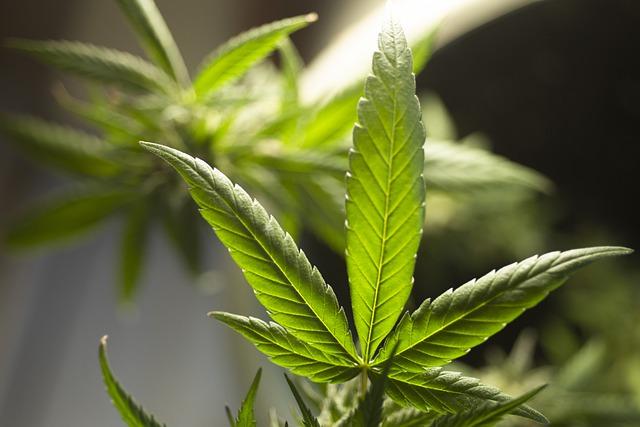 folha de cannabis para produtos medicinais