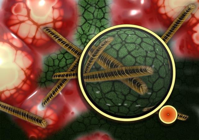 Revisão avalia a prevalência de parasitoses intestinais no Brasil