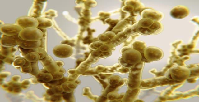Infecção fúngica invasiva: conceitos básicos sobre diagnóstico