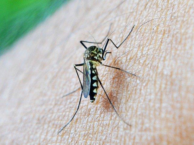 OMS aprova a utilização de primeira vacina contra a malária em áreas de risco