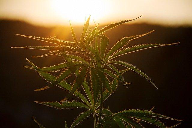 imagem de pé de cannabis, cujo uso tem sintomas parecidos com vômitos cíclicos