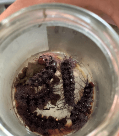 Caso clínico: Acidente por lagartas