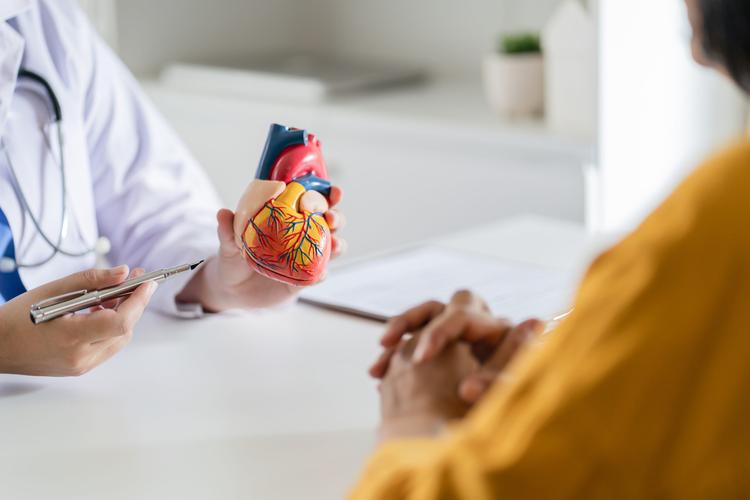 Anatomia do coração: tudo o que você precisa saber
