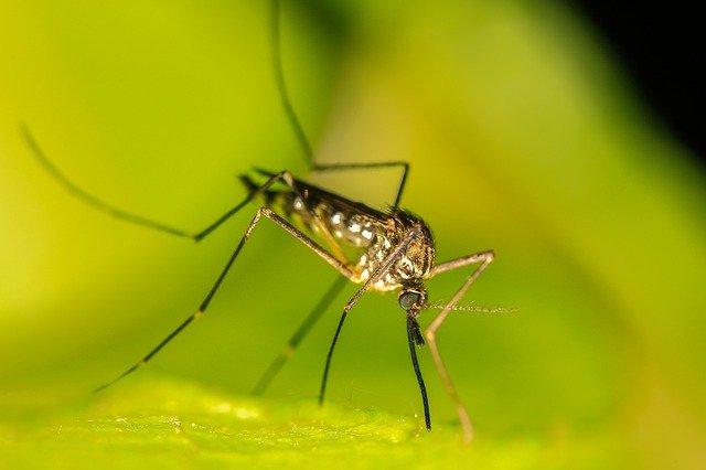 dengue
