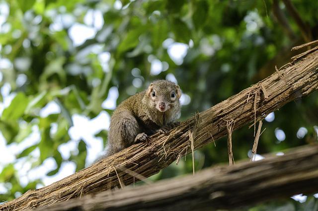 Langya henipavirus