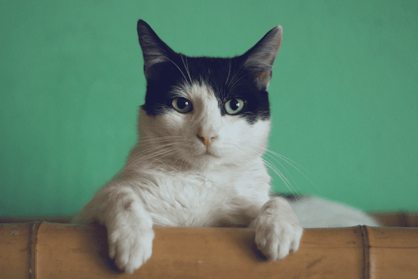 Doença da Arranhadura do Gato (DAG)