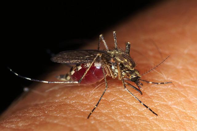 Anticorpo monoclonal para prevenir a infecção por malária