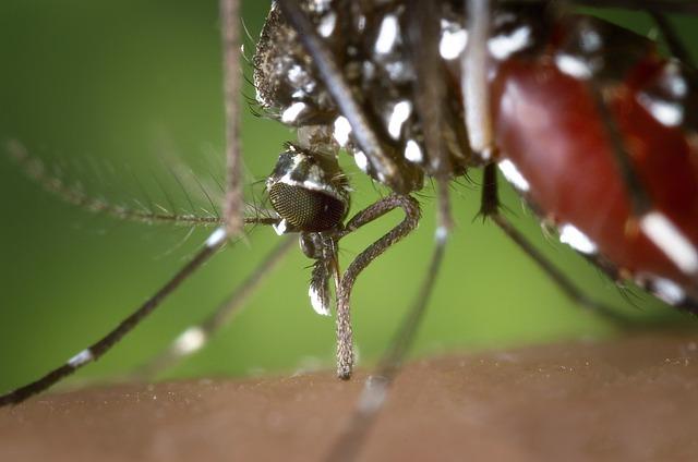 Manejo clínico da chikungunya nas fases crônica e aguda