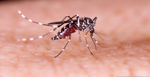 Opas quer aumentar diagnóstico e manejo da febre chikungunya nas Américas