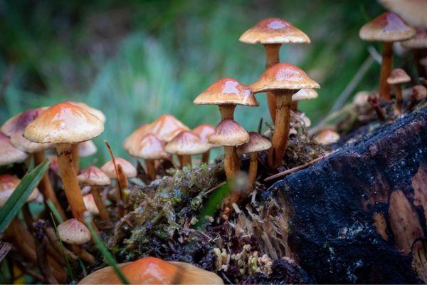 Whitebook: infecções fúngicas em prematuros