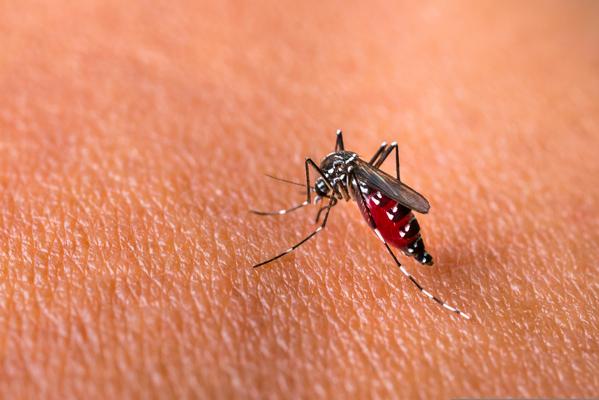 Chikungunya matou mais do que dengue em estado brasileiro, aponta estudo