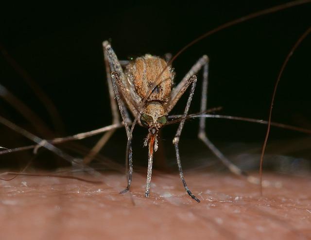 Febre do Nilo Ocidental caso humano registrado em Tocantins