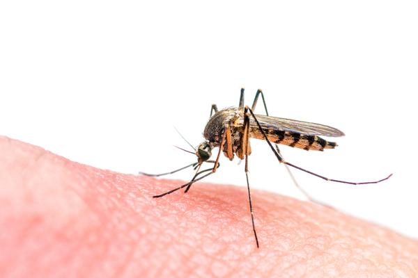 Notificações de zika vírus crescem no país e Região Sudeste puxa número para cima