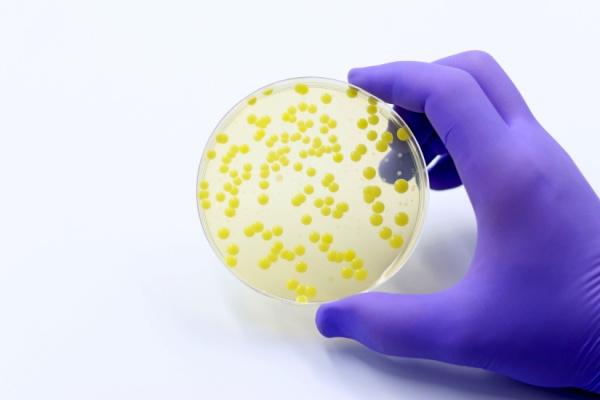 bacteremia