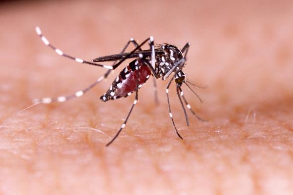 chikungunya