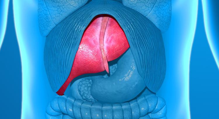 Órgão alvo do estudo com Resmetirom