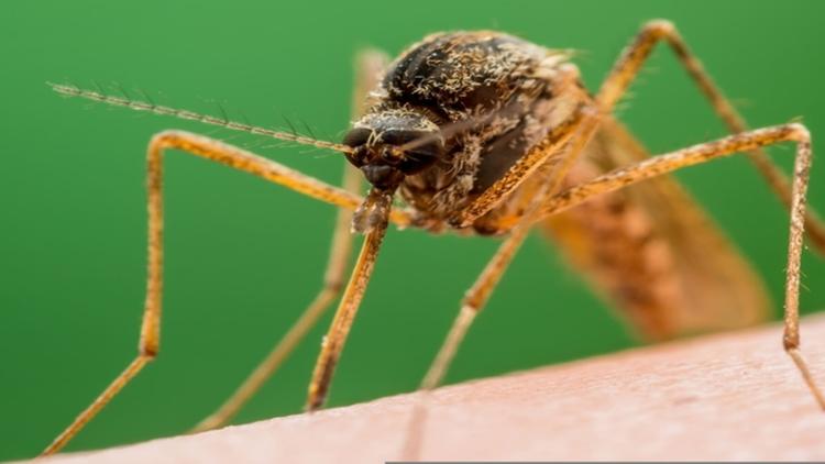 OFID realiza estudo com perfil e diagnóstico de leishmaniose cutânea recorrente