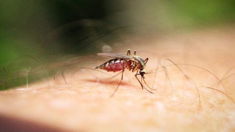 Dengue em gestantes