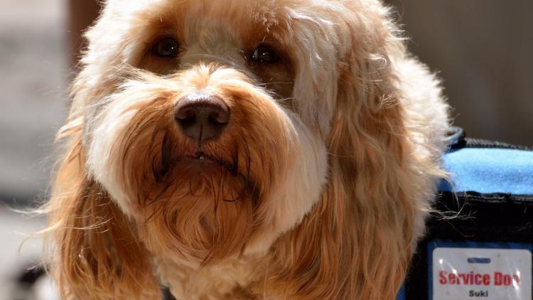 Cães treinados como potencial tratamento auxiliar da epilepsia fármaco-resistente