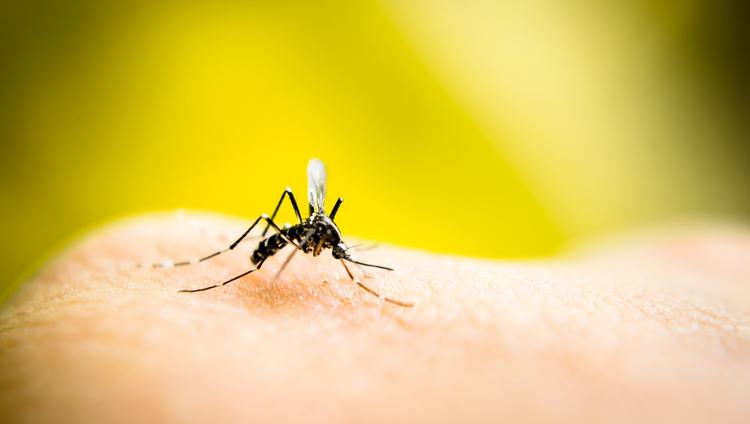 aedes aegypti transmissor de doenças tropicais