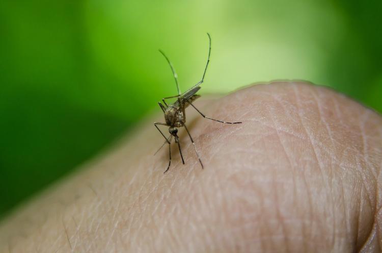 Zika Vírus e Seus Impactos na Saúde Fetal: O Que Você Precisa Saber
