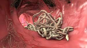 O parasita intestinal mais prevalente no mundo!