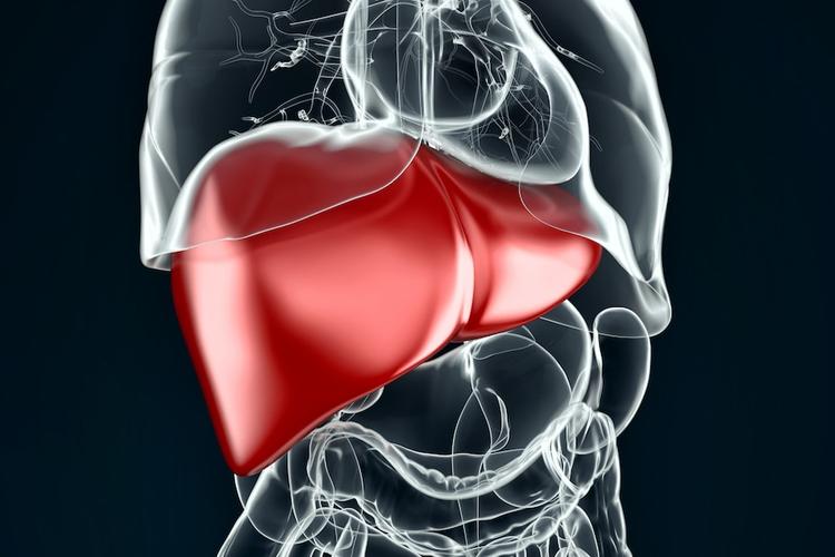 Esteatohepatite com cirrose: novo estudo avalia a eficácia da semaglutida