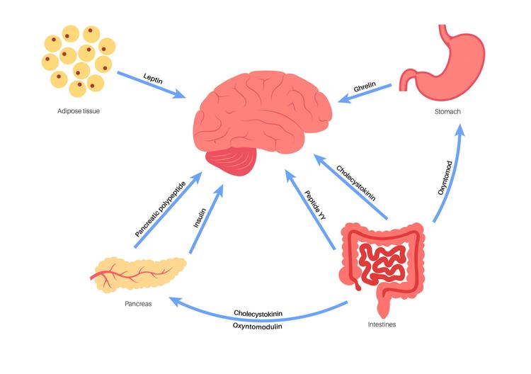 Sistema Incretínico: a vez dos co-agonistas