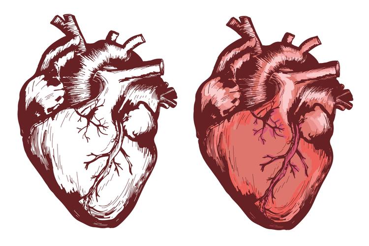 Existe alguma relação entre uso de quinolonas e doenças da Aorta?