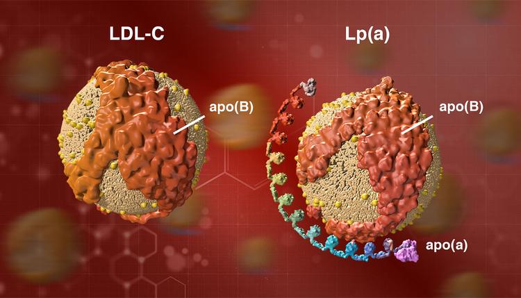 Lp(a) é mais perigosa que o LDL colesterol!