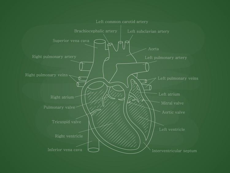 Endocardite infecciosa em usuários de drogas endovenosas: revisão do tema