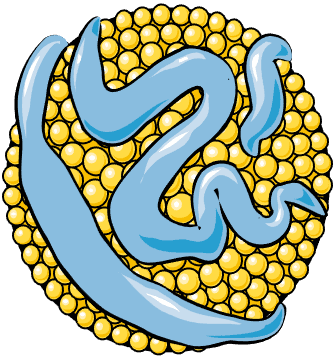 Pelacarsen: uma nova medicação para tratar lipoproteína a elevada?