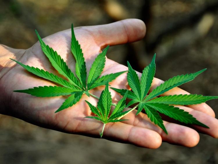 Quais os efeitos da maconha no sistema cardiovascular?